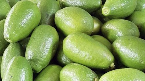 লেবুর দাম চারগুণ বেড়ে ১০০ টাকা হালি