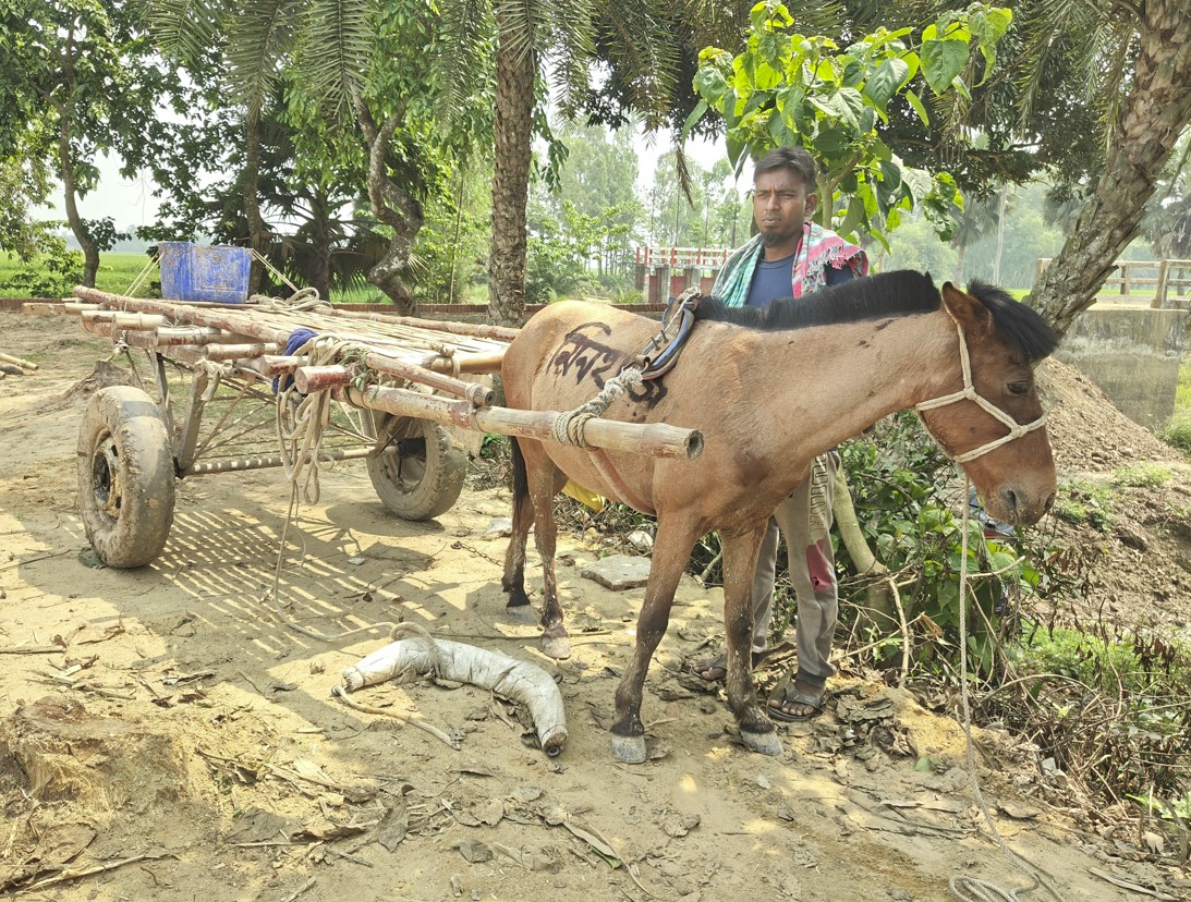 বগুড়ায় ঐতিহ্যের চাকায় ঘুরছে জীবিকা, ঘোড়ার গাড়িতে আলু পরিবহন