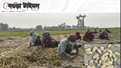এক কাপ চায়ের দামে ১ কেজি আলু, অর্ধেক লসের আশঙ্কায় কৃষক