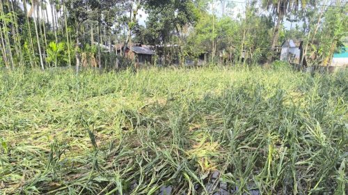 ডিমলায় ভয়াবহ ঝড় ও শিলাবৃষ্টি, ফসলের ব্যাপক ক্ষতি