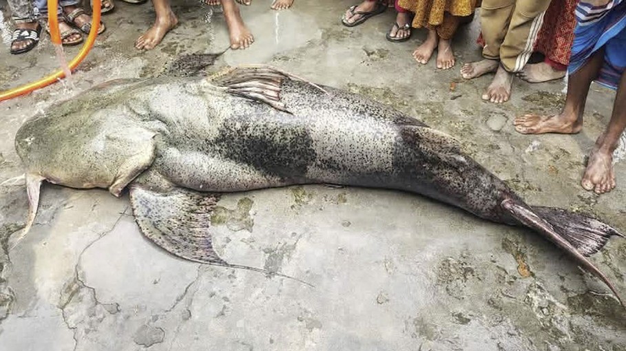 যমুনায় জেলের বড়শিতে ১০৫ কেজির বিশাল বাগাড়, ভাগ করে খেলেন এলাকাবাসী