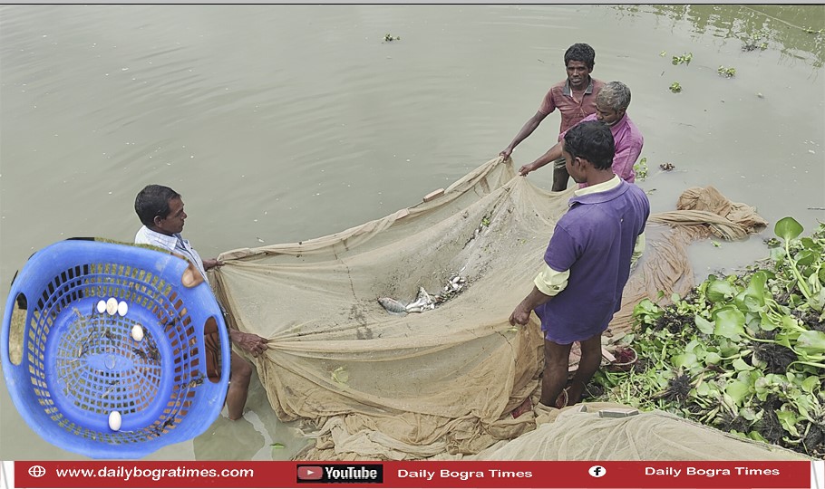 বগুড়ার শেরপুরে পুকুরে ন্যাপথলিন, পথে বসার শঙ্কায় মাছ চাষি