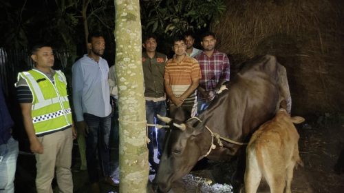 শেরপুরে গরু চুরি চক্রের পাঁচ সদস্য গ্রেপ্তার, উদ্ধার চোরাই গরু ও সরঞ্জাম