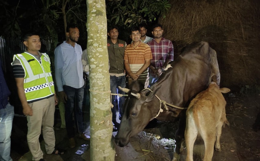 শেরপুরে গরু চুরি চক্রের পাঁচ সদস্য গ্রেপ্তার, উদ্ধার চোরাই গরু ও সরঞ্জাম