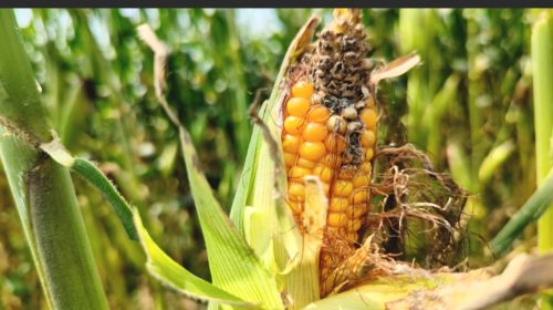 কোন প্রণোদনা নেই, তবুও শেরপুরে বেড়েছে ভুট্টার আবাদ