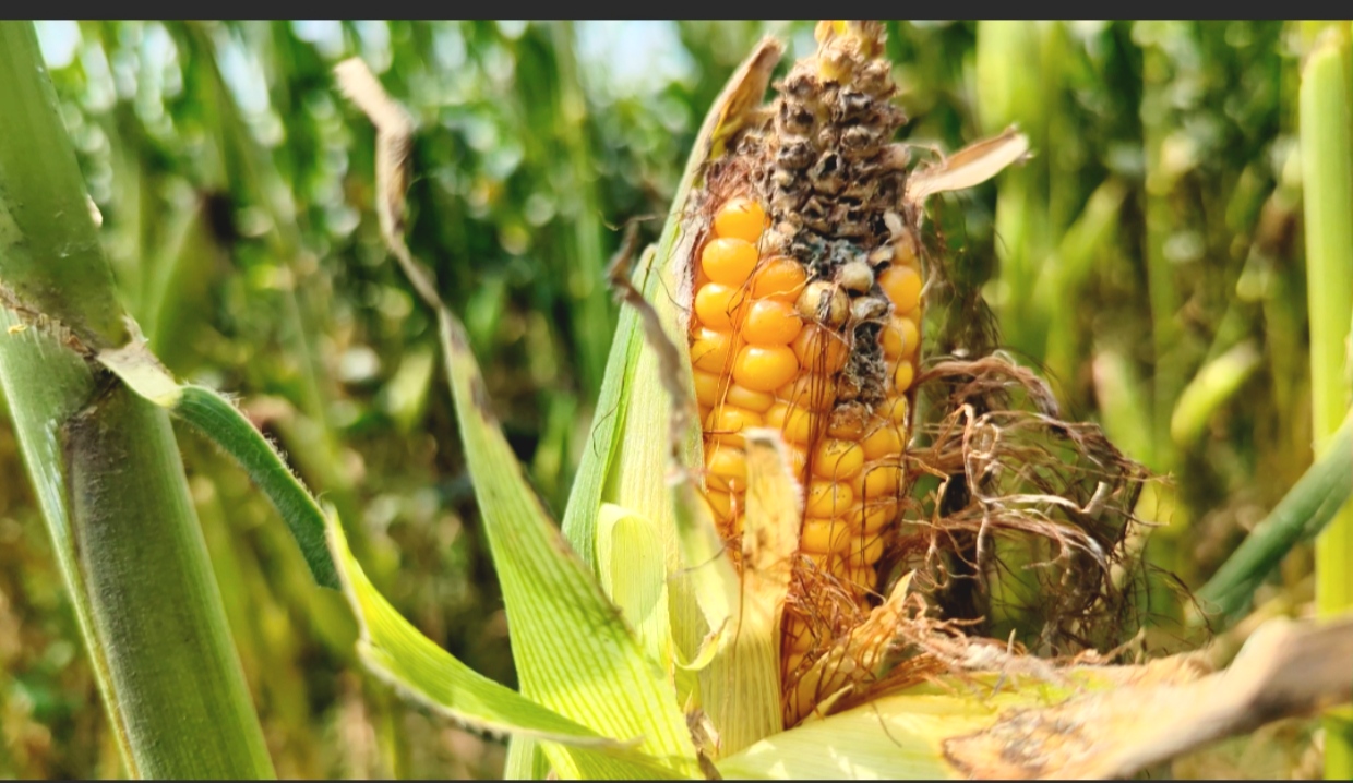 কোন প্রণোদনা নেই, তবুও শেরপুরে বেড়েছে ভুট্টার আবাদ