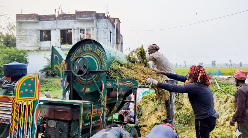 সরকারি ধান সংগ্রহে অ্যাপে আবেদন বোঝে না কৃষক, বৃষ্টি-ঝড়ের মধ্যেই চলছে ধান কাটা-মাড়াই