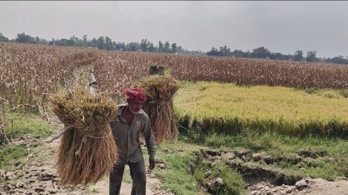 সার, বিষসহ বাজারে সব পণ্যের দাম বাড়লেও বাড়ে না শুধু ধানের দাম