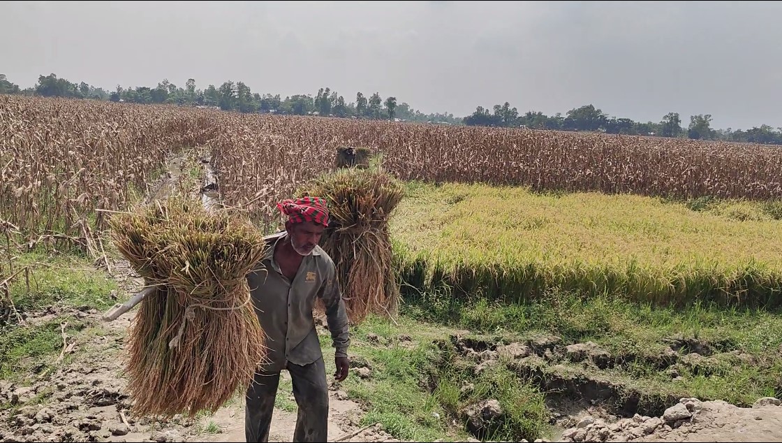 সার, বিষসহ বাজারে সব পণ্যের দাম বাড়লেও বাড়ে না শুধু ধানের দাম