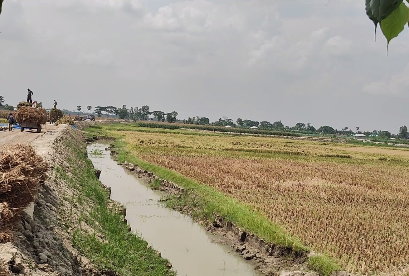 এলজিইডির সড়ক নির্মাণে ফসলি জমি খনন, শেরপুরে দুর্ভোগে ২ শতাধিক কৃষক