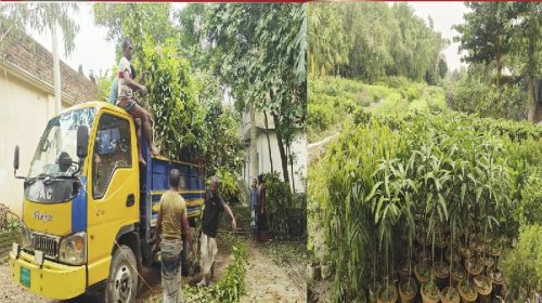 শেরপুরের নার্সারির চারায় সবুজ হচ্ছে পার্বত্য চট্টগ্রামের পাহাড়