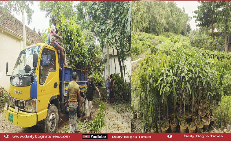 শেরপুরের নার্সারির চারায় সবুজ হচ্ছে পার্বত্য চট্টগ্রামের পাহাড়