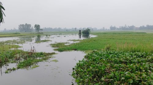 শেরপুরের শুবলি সিঙ্গাইর বিল থেকে বোয়ালকান্দি ব্রিজ পর্যন্ত খাল পুনঃখননের দাবি স্থানীয়দের