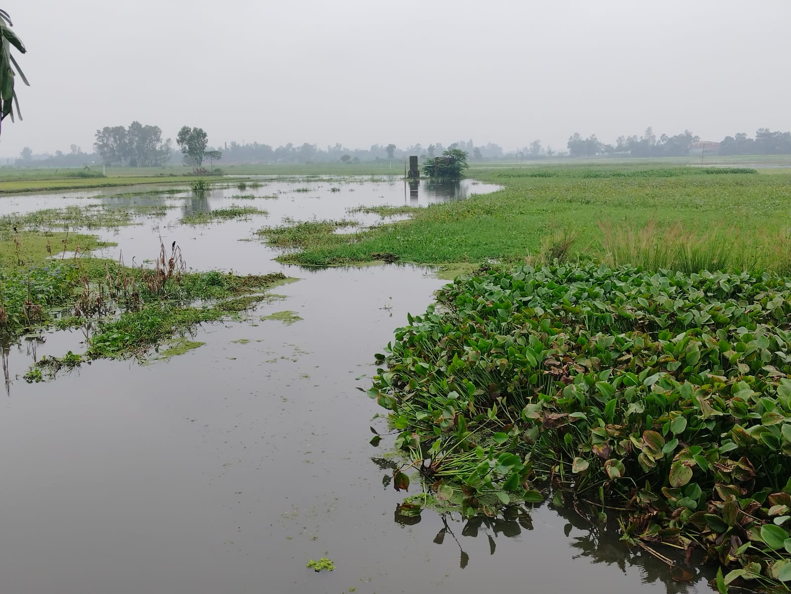 শেরপুরের শুবলি সিঙ্গাইর বিল থেকে বোয়ালকান্দি ব্রিজ পর্যন্ত খাল পুনঃখননের দাবি স্থানীয়দের